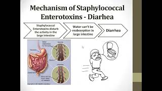 13 Detection and Determination of Staphylococcal Food Poisoning [upl. by Ennaul]