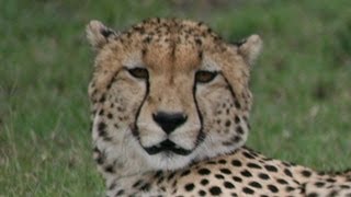 What noise do Cheetahs make [upl. by Niall]