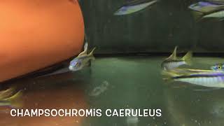 Champsochromis caeruleus [upl. by Ackerman]