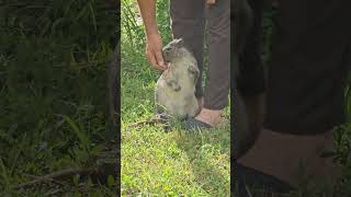 Jutía o Jutía Conga cubana🇨🇺🇨🇺animals nature [upl. by Sulohcin]