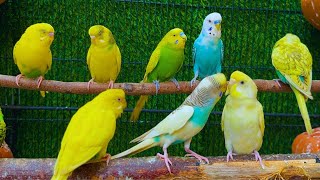 Cute Budgies Chirping 2 Hours of Relaxing Parakeet Sounds to Reduce StressSinging a Birds [upl. by Brendan]