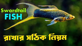 Swordtail মাছের যা জানতেই হবে  Swordtail Fish Complete Care Guide in Bengali  ​⁠ [upl. by Tyika]