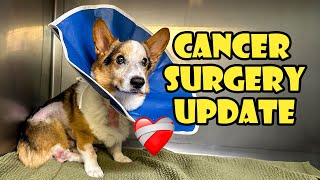 Update on My Corgis Cancer Surgery ❤️‍🩹 [upl. by Fried]