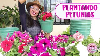 PLANTANDO PETUNIAS Qué tipo de tierra usar y cómo cuidarlas│Candy Bu [upl. by Euhsoj]