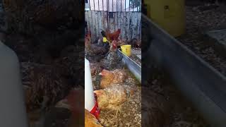 chickens drinking water in the evening byPoultryparadisetv poultryfarming [upl. by Flinn621]