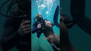 Diving with Sea Lions A Thrilling Encounter [upl. by Lorollas]