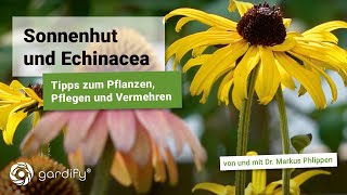 Sonnenhut und Scheinsonnenhut  Pflanzen Pflegen und vermehren [upl. by Varien]