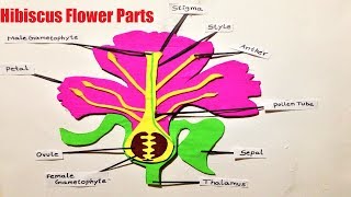 hibiscus flower parts model making using cardboard  diagram  diy  science project  howtofunda [upl. by Ylrebme]