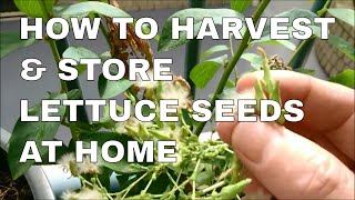 How to Harvest Lettuce Seeds and Store [upl. by Claire]