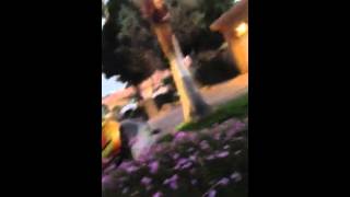 Africanized Bees Attack in Palm Desert Neighborhood [upl. by Ennagem]