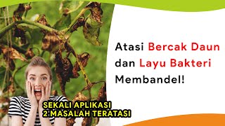 Atasi Bercak Daun dan Layu Bakteri Membandel [upl. by Larner]