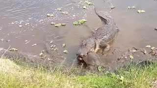 Alligator vs Softshell Turtle [upl. by Ybeloc]