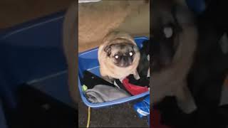 Pug Vibing to 007 Agent Under Fire Harbor [upl. by Ahsiemaj]