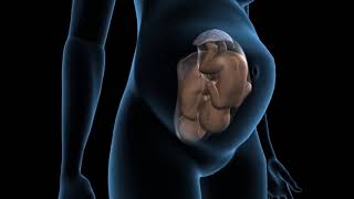 Types of twins pregnancy  Dichorionic twins  3D Anatomical Visualization [upl. by Raviv457]