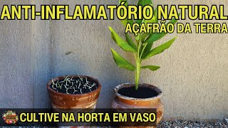 Açafrão da Terra O Antiinflamatório Natural que Você Pode Cultivar em Vaso [upl. by Mei289]