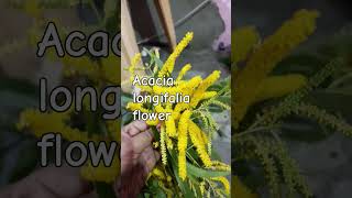 Acacia longifolia floweryoutubeshorts viralvideo trending plzlikesubscribe [upl. by Reivaj]