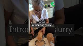 Intro to Slurry whiskersandbiscuits fortworthferals fosteringsaveslives [upl. by Magree]