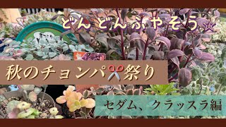 【多肉植物】58秋のチョンパ祭り⭐︎セダム、クラッスラ編 [upl. by Seagraves418]