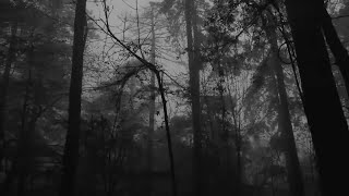 30 Relaxing Foggy Forest Virtual Drive ⧸ Rain Storm and Thunder Sounds [upl. by Eittod]