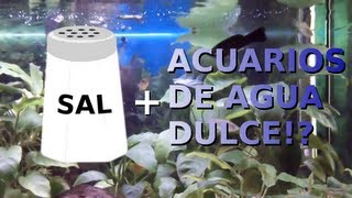 CAMBIOS DE AGUA Y SAL EN ACUARIOS  ALIMENTO VIVO PARA ALEVINES  DIARIO DE UN ACUARIO [upl. by Eldrida]