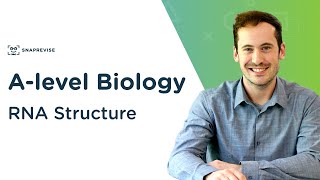 RNA Structure  Alevel Biology  OCR AQA Edexcel [upl. by Cardie377]