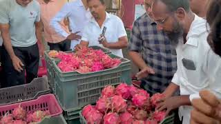 Solapur Market Yard Dragon Fruit Auction 7020383809 RIZWAN TRADING COMPANY Solapur [upl. by Ron]