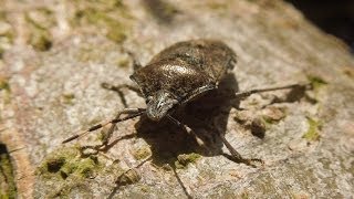 Rhaphigaster nebulosa  Stink Bug  Graue Gartenwanze [upl. by Ellenrahc]