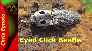 Eyed click beetle Alaus oculatus  This beetle jumps [upl. by Anidal916]