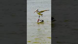 A pelican is trying to eat a big fish 🦢😇 pelicans waterbirds brisbaneriver australia nature [upl. by Barncard]