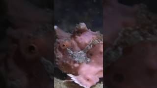 Frogfish A True Master of Disguise [upl. by Rehpotsrihc]