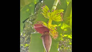 Tree plantation tree trees viralvideo farming fossil kheti khet jomin খেতে। [upl. by Faria]