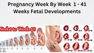 pregnancy week by week  1  41 fetal development [upl. by Okomot978]