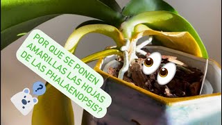 ✅Por Qué se Ponen Amarillas las Hojas de las Phalaenopsis⁉️🌱👀 [upl. by Seyler]