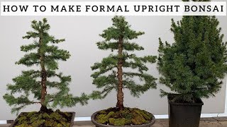 Making Formal Upright Bonsai from Alberta Spruce [upl. by Jemine]