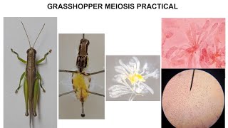 GRASSHOPPER MEIOSIS PRACTICAL [upl. by Joellyn]