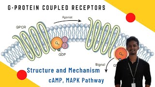 73 GProtein Coupled Receptor GPCR Signalling Pathway in Tamil [upl. by Randal]