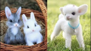 Cutest baby animals Videos Compilation Cute moment of the Animals  Cutest Animals 4 [upl. by Florry]