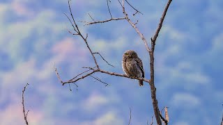 Asian barred owlet from Himachal Pradesh  4K [upl. by Vihs]