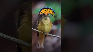 Royal Flycatcher bird dazzles with its vibrant crest rainforest home and hanging nests nature [upl. by Akemot]