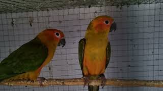 Sun Conure birds sound [upl. by Geirk]