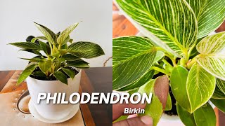 Philodendron  Philodendron Birkin Plant  Repotting  Soil Mixture For Philodendron Birkin video [upl. by Flyn]