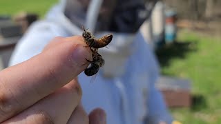 Splitting Honey Bee Colonies [upl. by Schapira]