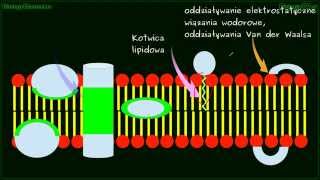 Błona komórkowa cz2  błony plazmatyczne plazmolema fosfolipidy [upl. by Barbey93]