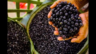 quot3 Health Benefits of Açaí You Need to Know 🍇🤔 [upl. by Nosnej]