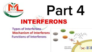 Interferons Types of interferon Mechanism of Interferons  Functions of Interferons  Immunology [upl. by Nahgem]