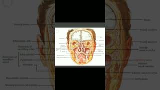 Maxillary Sinuses sinusitis humananatomy medical maxilla [upl. by Sterling248]