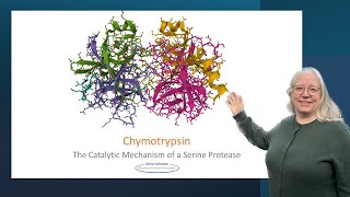 Chymotrypsin the catalytic mechanism of a serine protease [upl. by Carleen]