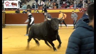 V TORO DEL MILAGRO DE ILLESCAS 2022 [upl. by Uela]