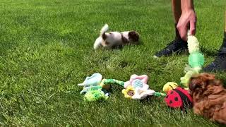 Playdate for Evies Shichon Shihtzu Bichon Puppies amp Amber Kay Maltipoo Puppies Maltese amp Poodle [upl. by Wallach]