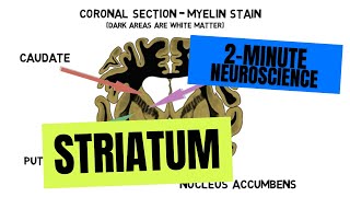 2Minute Neuroscience Striatum [upl. by Yanal810]